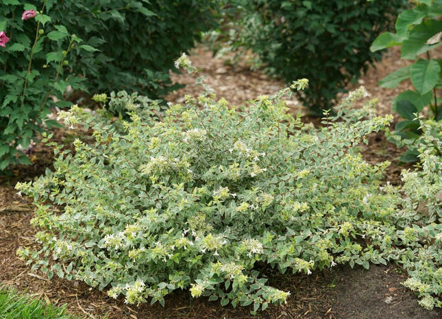 Mucho Gusto® Abelia (Abelia x grandiflora ‘Mucho Gusto’) - QT