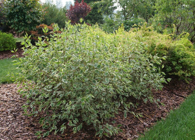 SGT. PEPPER® Tatarian dogwood (Cornus alba 'Verpaalen2' Sgt. Pepper) - 3 gallon