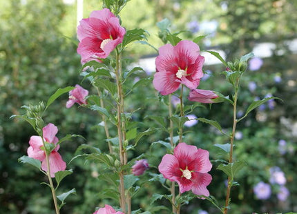Red Pillar® Rose of Sharon (Hibiscus syriacus 'Red Pillar') - 3 gallon 18"