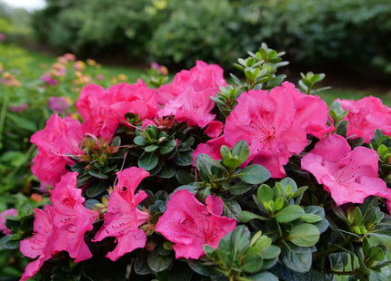 Perfecto Mundo Epic Pink® Azalea (AZALEA PERFECTO MUNDO EPIC PINK) - QT