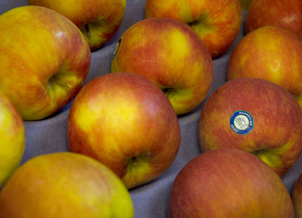 Honeycrisp Apple (Malus 'Fruit Honeycrisp') - 5 gallon 60"