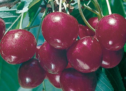 Bing Sweet Cherry (Prunus avium 'Bing') - 5 gallon 60"