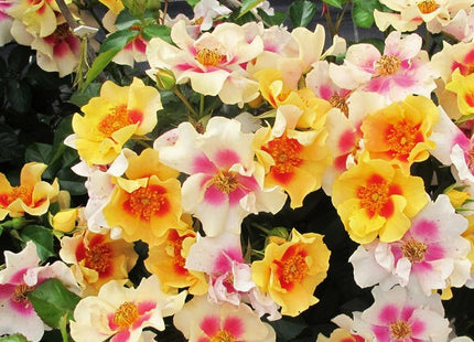 Ringo® Rose (Rosa 'Ringo') - QT