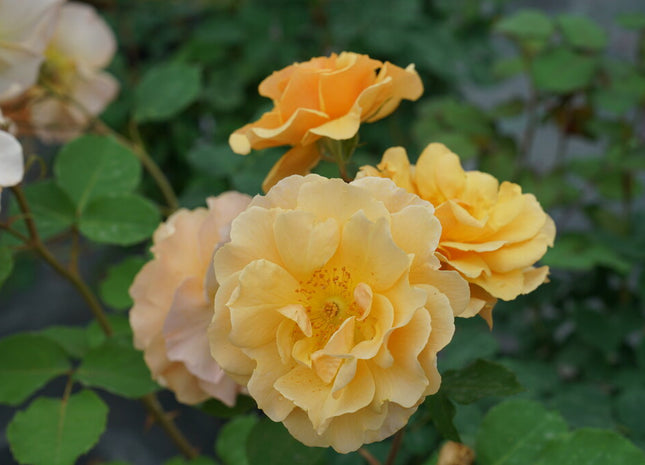 Rise Up Amberness™ Rose (Rosa rise 'Up Amberness') - QT