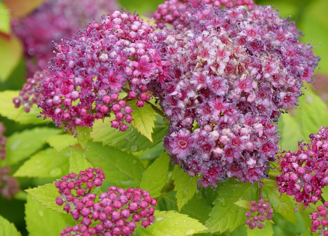 Double Play Dolly® Spirea (Spiraea JAP 'Dbl Play Dolly') - QT