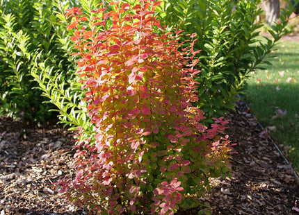 Sunjoy Orange Pillar® Barberry (Berberis thunbergii 'Sunjoy Orange Pillar') - QT