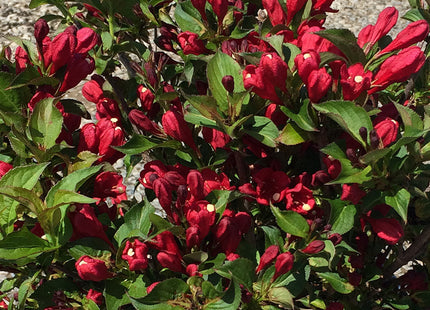 Proven Winners® Color Choice® Sonic Bloom® Red Reblooming Weigela (Weigela florida ‘Verweig 6’) - QT