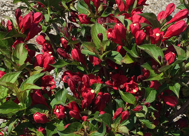Proven Winners® Color Choice® Sonic Bloom® Red Reblooming Weigela (Weigela florida ‘Verweig 6’) - QT