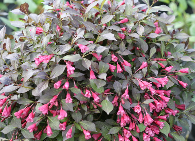 Midnight Wine Shine® Weigela (Weigela florida 'Elvera') - QT