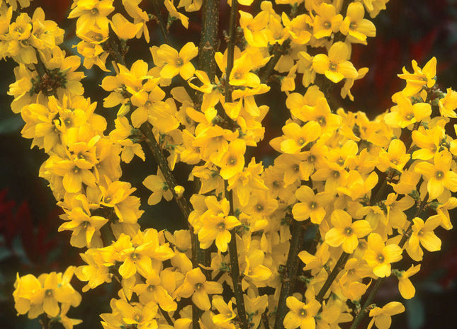 Show Off® Forsythia (Forsythia x intermedia 'Mindor') - QT
