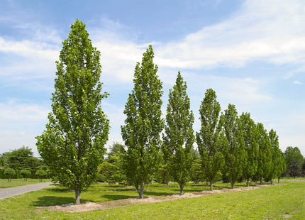 Fastigate Tuliptree (Liriodendron tulipifera 'Fastigatum') - 3 gallon TREE