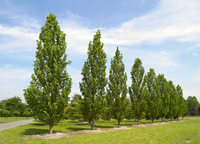 Fastigate Tuliptree (Liriodendron tulipifera 'Fastigatum') - 3 gallon TREE