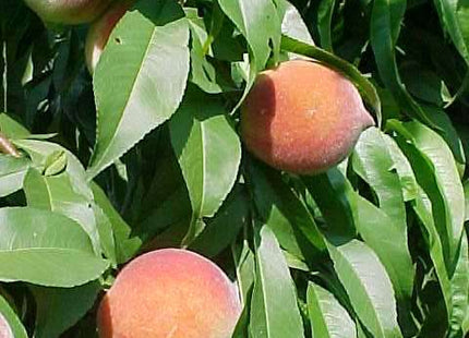 Reliance Peach (Prunus persica 'Reliance') - 3 gallon 36" TREE