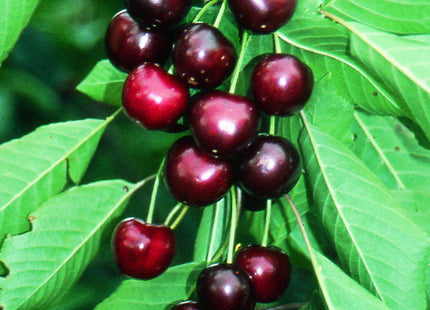 Sweetheart Sweet Cherry (Prunus avium 'Sweetheart') - 5 gallon 60" TREE