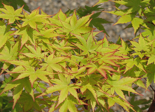 'Sango kaku' Coral Bark Japanese Maple (Acer palmatum 'Sango-kaku') - 2 gallon