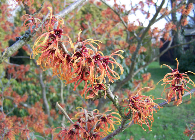 Copper Beauty Witchhazel (Hamamelis x intermedia 'Jelena') - 1 gallon TREE