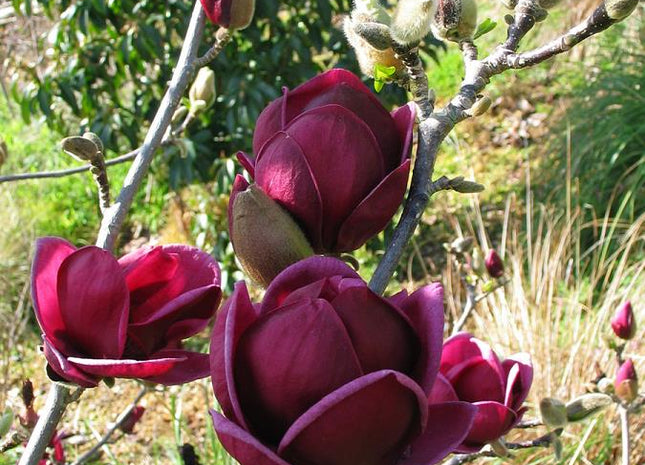 Genie Magnolia (Magnolia x 'Genie') - 1 gallon 6'' TREE