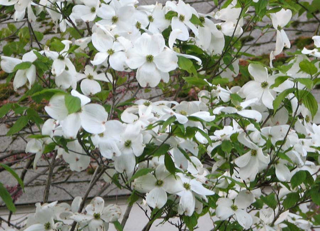 Cherokee Princess Flowering Dogwood (Cornus florida 'Cherokee Princess') - 2 gallon 3' TREE