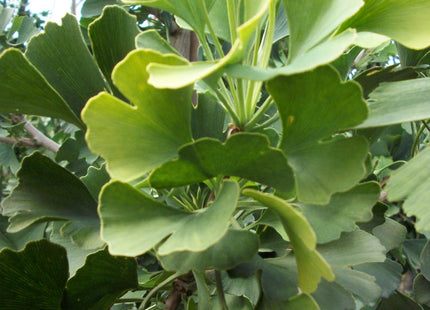 Autumn Gold Ginkgo (Ginkgo biloba 'Autumn Gold') - 2 gallon 36"