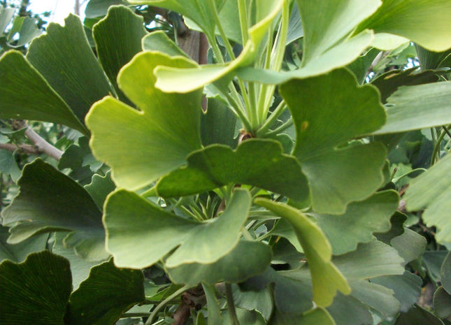 Autumn Gold Ginkgo (Ginkgo biloba 'Autumn Gold') - 2 gallon 36"