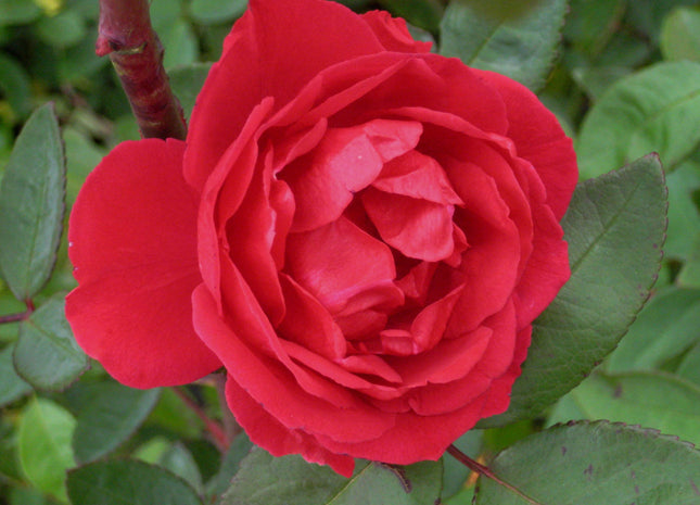 Blaze Climbing Rose (Rosa CL 'Blaze') - 1 gallon