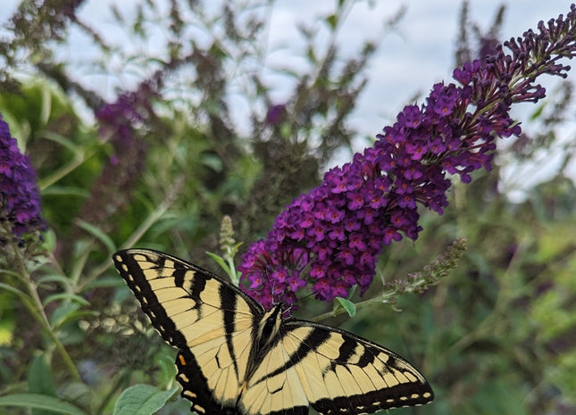 Darkest Night® Butterfly bush ( Buddleia x 'Darkest Night’ (SMNBDMO)) - QT