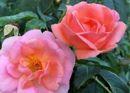 Peachy Knock Out® Rose (Rosa K.O 'Radyod') - QT