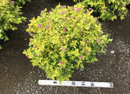 Goldmound Spirea (Spiraea japonica 'Goldmound') - QT