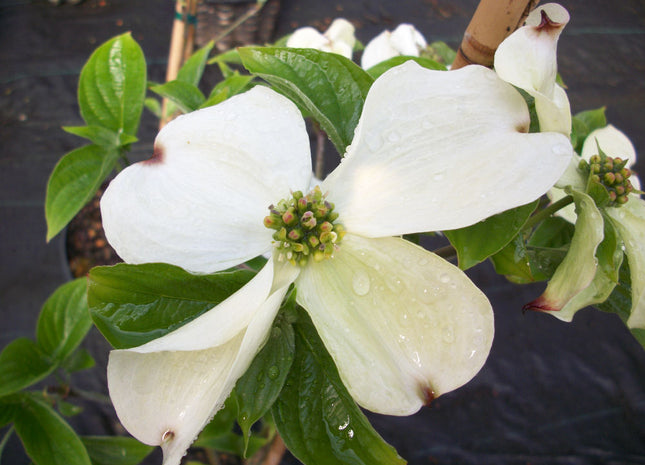 Cloud Nine Flowering Dogwood (Cornus florida 'Cloud Nine') - 2 gallon 3' TREE