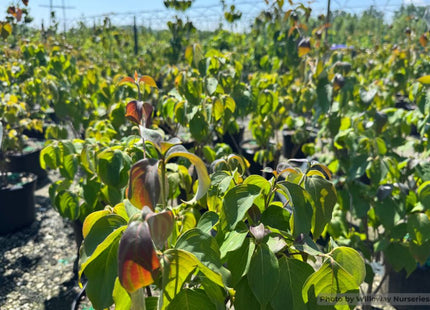 Smokeshow™ Kousa Dogwood (Cornus kousa 'HGFI65jd' SMOKESHOW) - 2 gallon 3' TREE