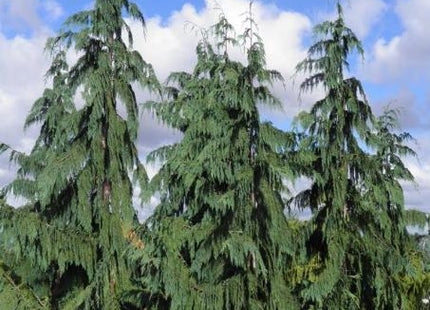 Weeping Blue Alaskan Cedar (Chamaecyparis nootkatensis 'Glauca Pendula’) - 1 gallon