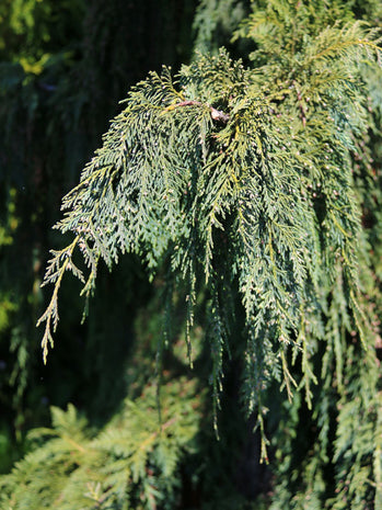 Green Arrow Alaskan Cedar (Chamaecyparis nootkatensis ‘Green Arrow’) - 1 gallon