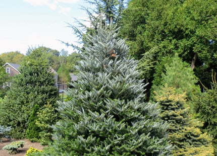 ‘Horstmann’s Silberlocke’ Korean Fir (Abies koreana ‘Horstmann’s Silberlocke’) - 1 gallon