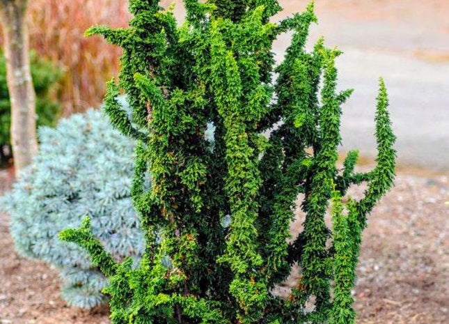 Chirimen Hinoki Cypress (Chamaecyparis obtusa ‘Chirimen’ ) - QT