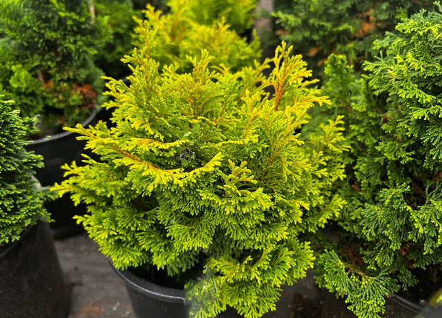 Gold Drop Hinoki False Cypress (Chamaecyparis obtusa 'Gold Drop' ) - QT