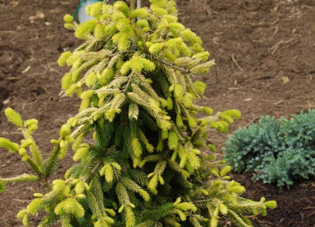 Gold Drift Weeping Norway Spruce (Picea abies 'Pendula Gold Drift') - 1 gallon