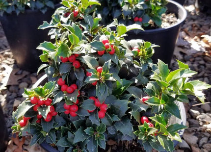 ‘Rock Garden’ Holly (Ilex x ‘Rock Garden’) - QT