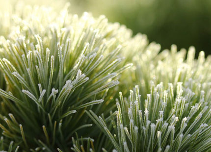 ‘Sea Urchin’ Eastern White Pine (Pinus strobus ‘Sea Urchin’) - 1 gallon