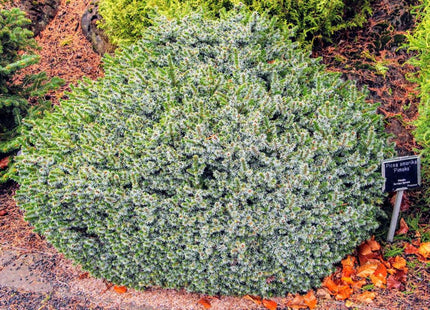Pimoko Dwarf Serbian Spruce (Picea omorika 'Pimoko') - 1 gallon