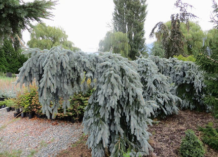 ‘The Blues’ Weeping Colorado Blue Spruce (Picea pungens 'The Blues' ) - 1 gallon