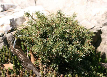 ‘Echiniformis’ Hedgehog White Spruce (Picea glauca 'Echiniformis') - QT