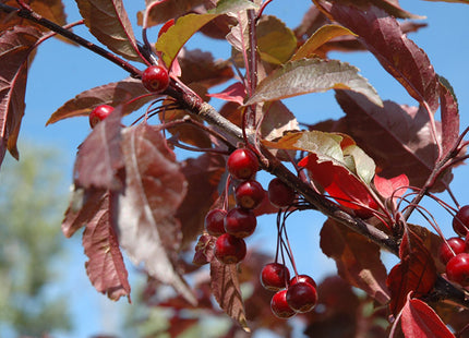 Royal Raindrops® Crabapple (Malus ‘JFS-KW5’) - 2 gallon TREE