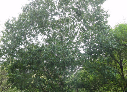 Whitebarked Himalayan Birch (Betula utilis var. jacquemontii) - 3 gallon 48"
