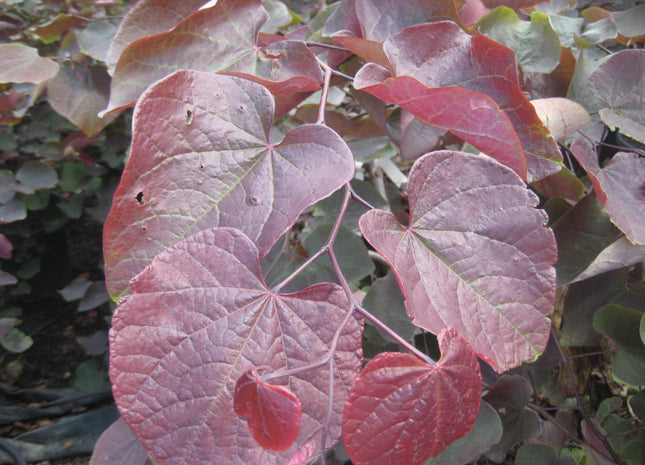 Forest Pansy Redbud (Cercis canadensis 'Forest Pansy') - 2 gallon