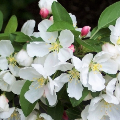 Donald Wyman Crabapple (Malus donald 'Wyman') - 2 gallon