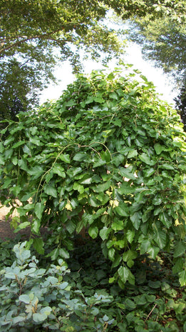Chaparral Weeping Mulberry (Morus alba 'Chaparral') - 3 gallon