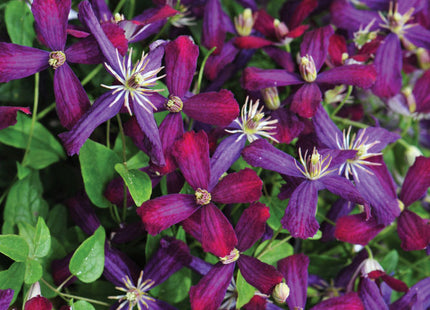 'Sweet Summer Love' Clematis (Clematis 'Sweet Summer Love') - 1 gallon