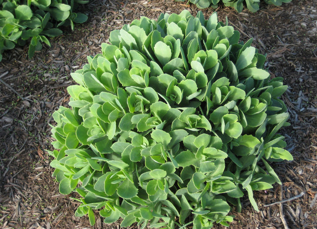 Autumn Joy Stonecrop (Sedum 'Autumn Autumn Joy') - 1 gallon