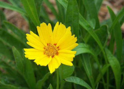 Baby Sun Tickseed (Coreopsis grandiflora 'Baby Sun') - 1 gallon