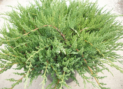 Green Sargent Juniper (Juniperus chinensis 'Sargentii') - 3 gallon 15"